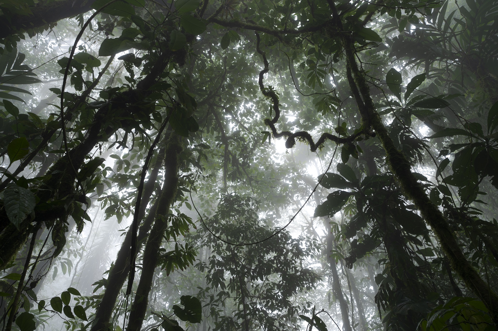 Modelle der künstlichen Intelligenz erfassen die Artenvielfalt des Chocó